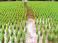 Затопление рисового поля.png