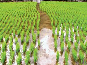 Затопление рисового поля, Филиппины.jpg