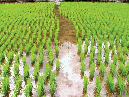 Затопление рисового поля, Филиппины
